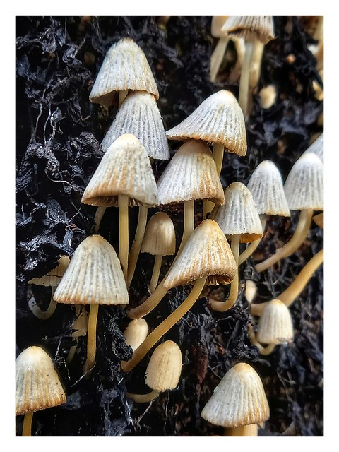 Fairy inkcap mushrooms