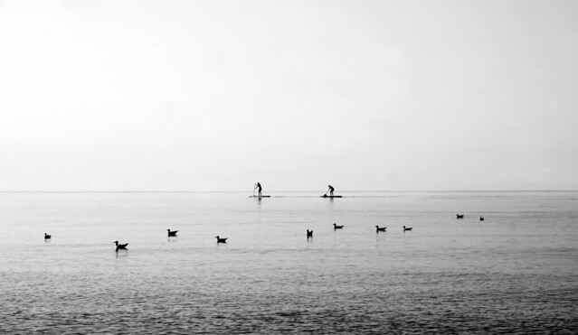 paddling (gulls and humans)