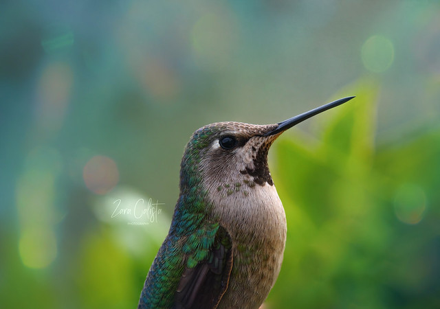 Portrait of a hummingbird II
