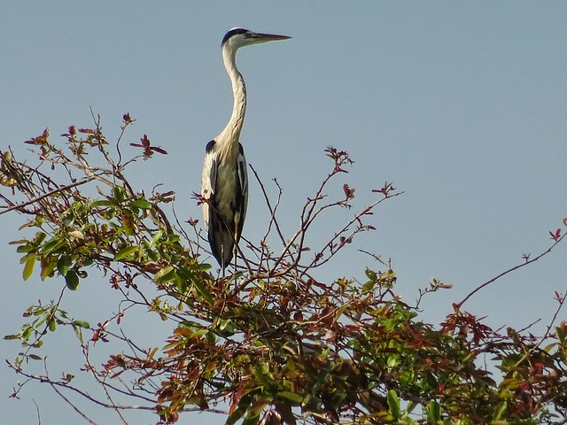Grey Heron Yala National Park