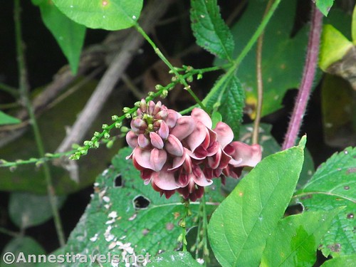 A groundnut flower along Black Creek, Rochester, New York