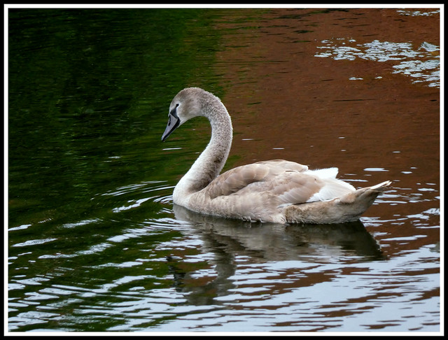 Swan Cygnet
