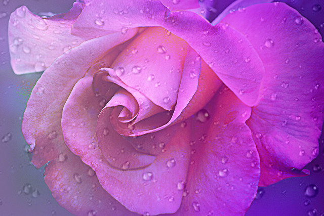 Rain on the rose