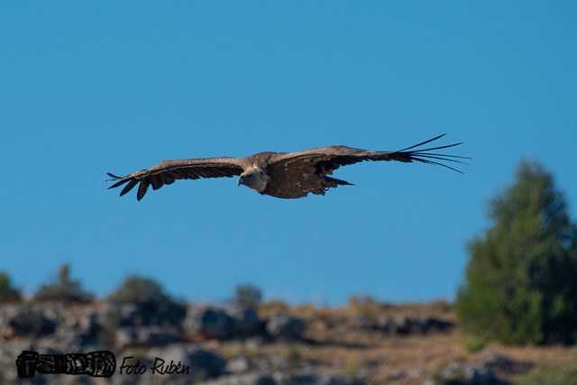 Buitre leonado- Vulture- Gyps fulvus