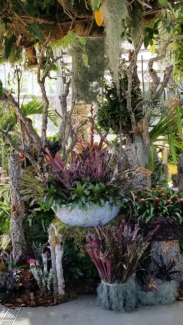 Bromeliad show at San Diego Botanic Garden, Encinitas, CA