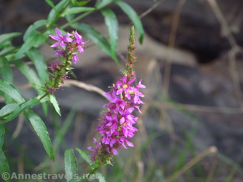 Purple loosestrife flower near our launch site on Black Creek in Churchville, New York