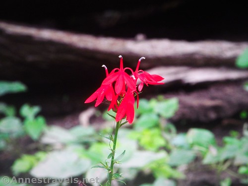 Cardinal Flower along Black Creek, Rochester, New York