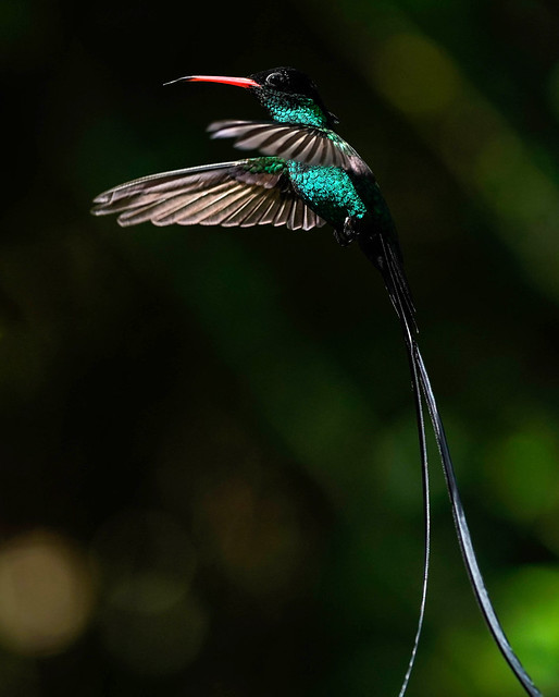 Red-billed streamertail hummingbird - Jamaica