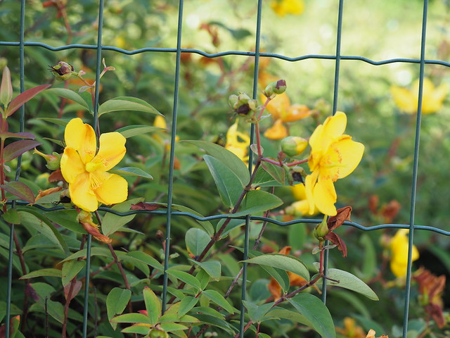 Fenced flowers