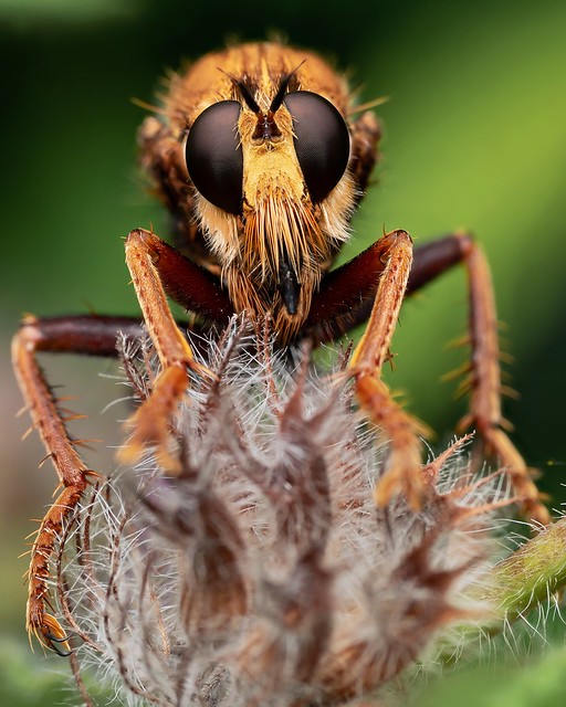 Hornet Robberfly (Asilus crabroniformis)