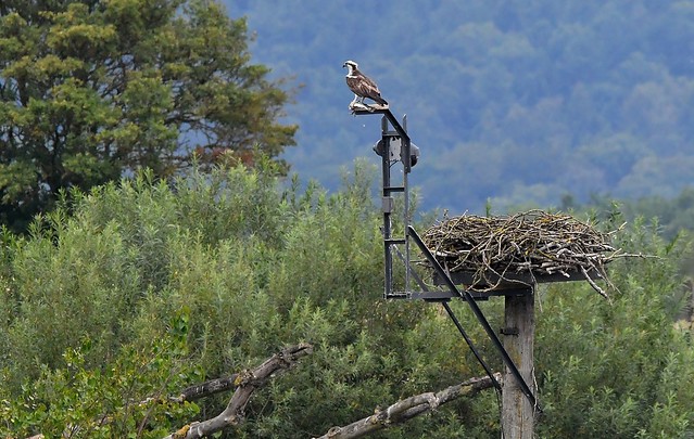 Osprey's at Rutland Water RSPB Nature Reserve