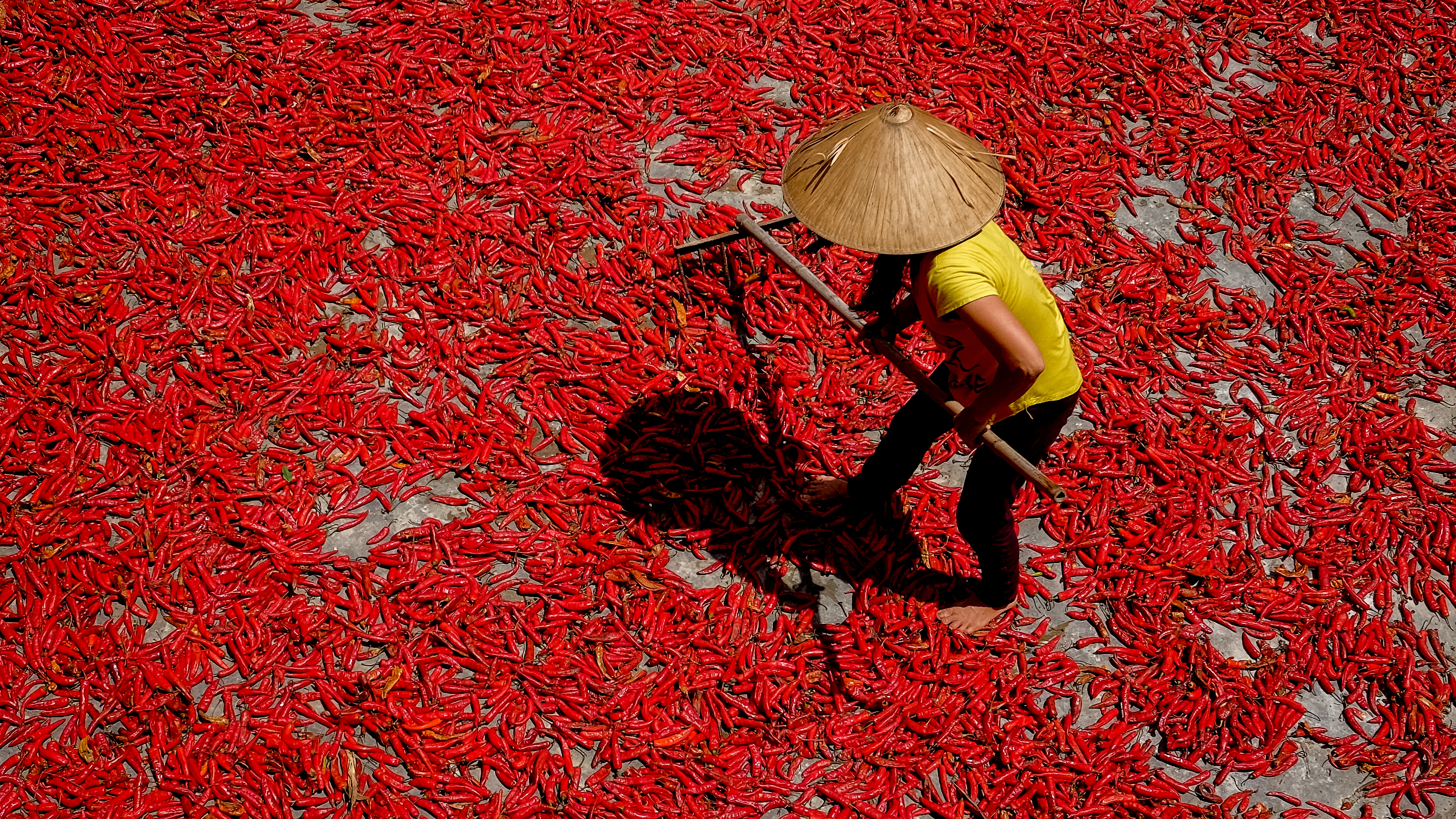 A picture from above looking down at a farmer laying out bright red hot peppers.
