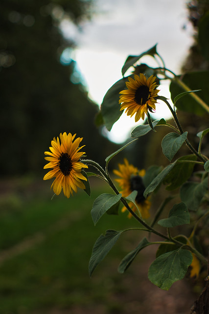 Sonnenblumen an der Hecke