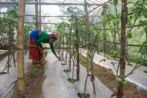 Use of a greenhouse with a drip irrigation system to grow vegetables in rural Nepal