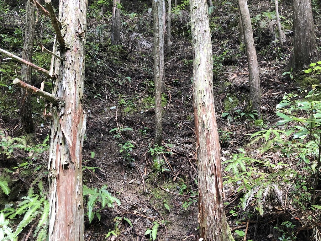 難以生長地表植被的放置人工林。圖片提供：劉建志。