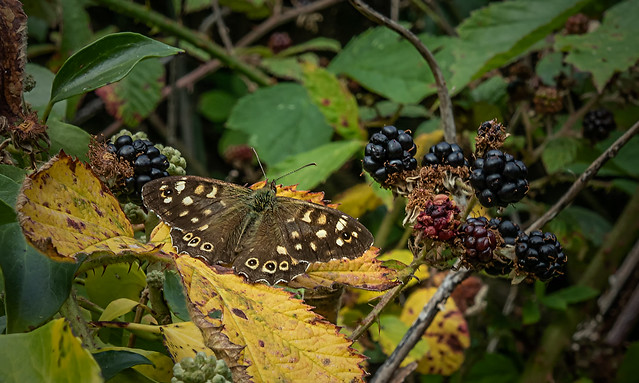 Speckled Wood and Season's Fruitfulness