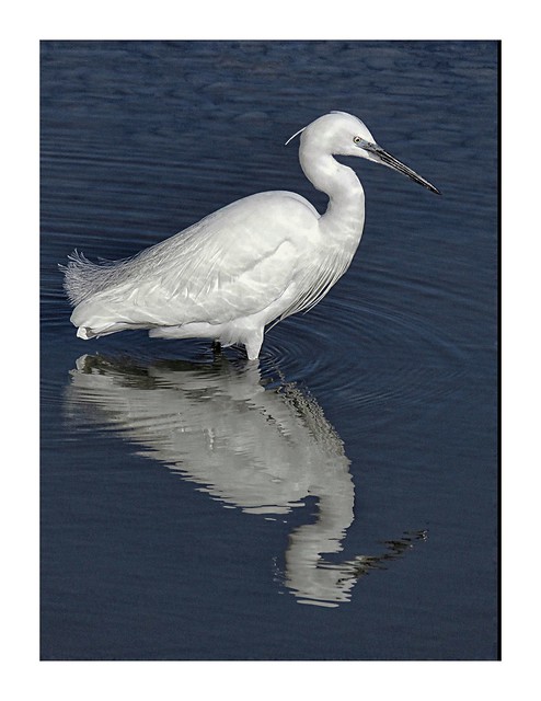 Orillia Ontario - Canada - Classic pose by an Egret with reflection