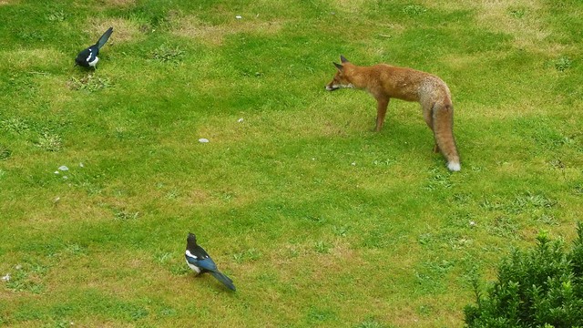 A young fox & two magpies
