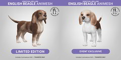 SEmotion Libellune English Beagle Animesh LIMITED