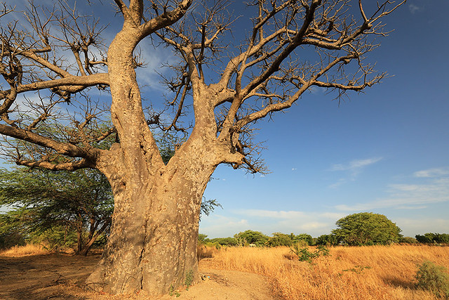 Baobabs in Senegal