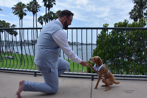 Mans bestdog HFF | by melliottohaire