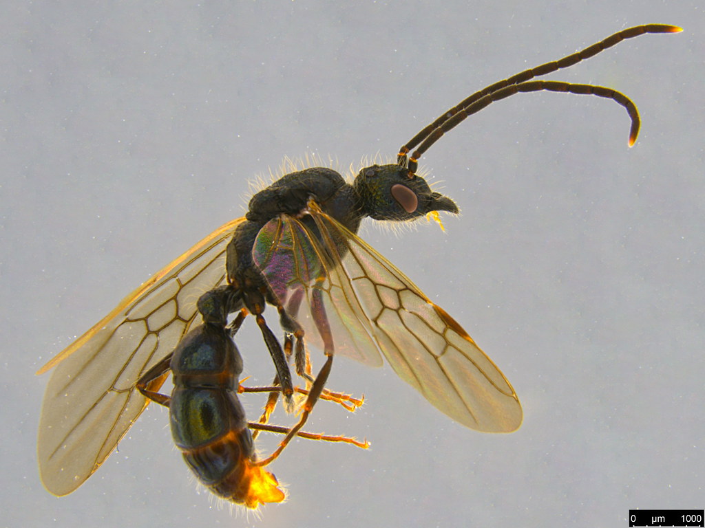 10a - Formicidae sp.