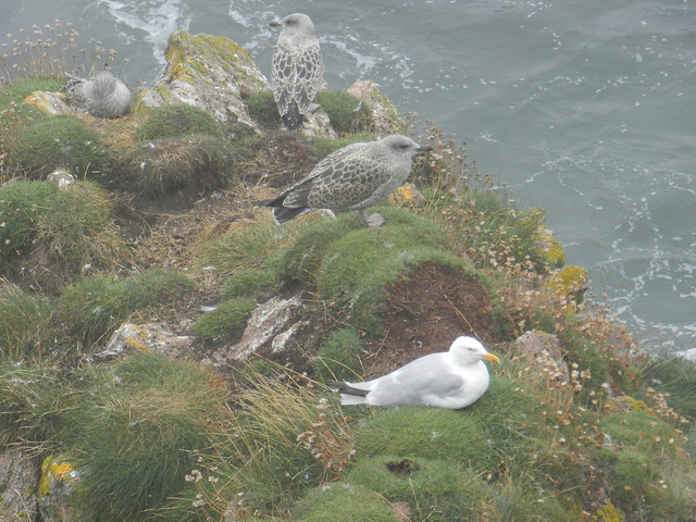 Gulls, Cruden Bay, Aberdeenshire, Aug 2021
