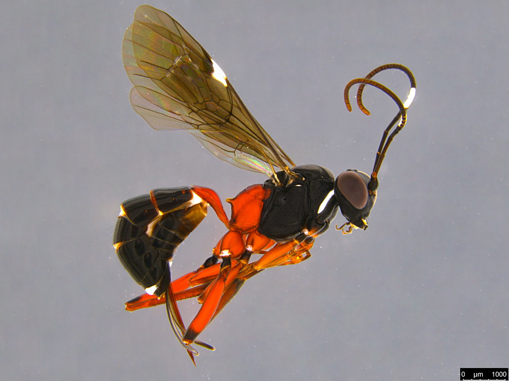 13a - Ichneumonidae sp.