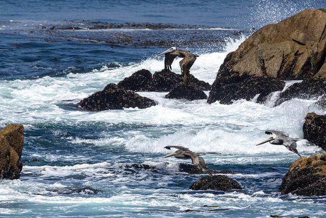 Pelicans at Point Lobos