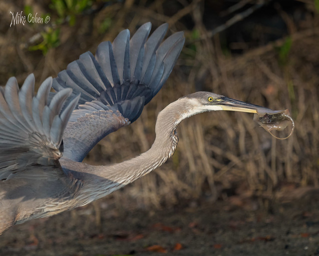 Great Blue with a Skate