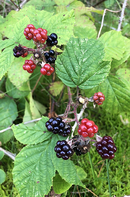 Blackberry sp. (Rubus sp.)