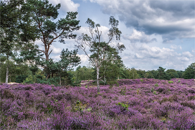 The colors of the heather are beautiful this year