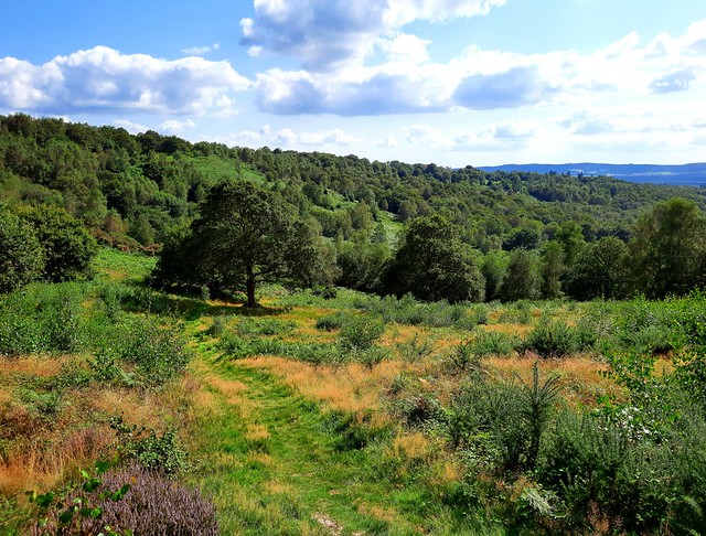 View over Woolbeding Common, West Sussex