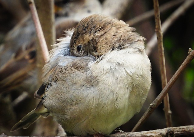 Müdes Spatzenkind - Tired young sparrow (Austria)