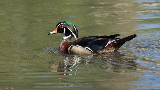0P7A9079   Wood Duck, Canada