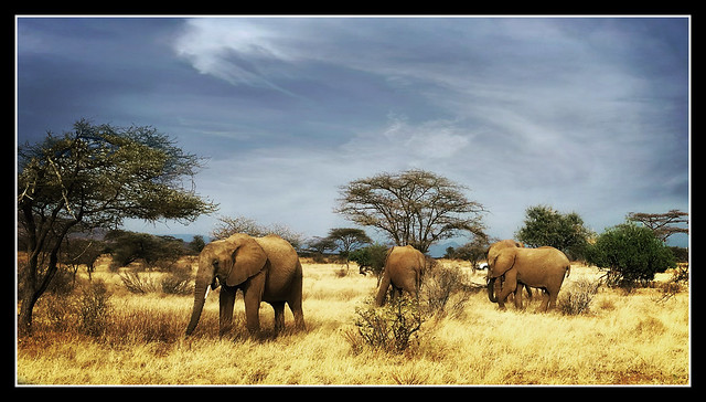 Mara Elephants on the Move