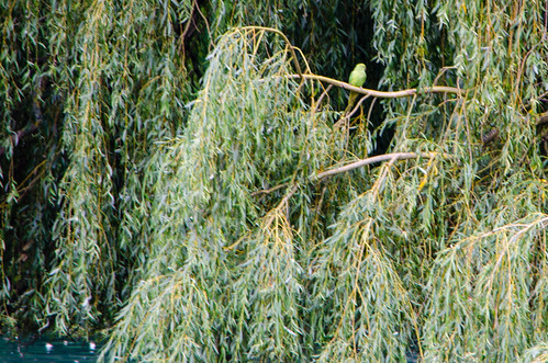 Parakeet on a willow branch