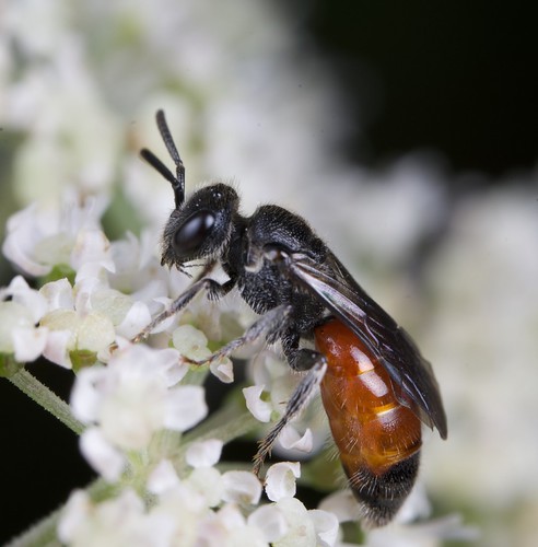 Sphecodes | by Lloyd-Davies