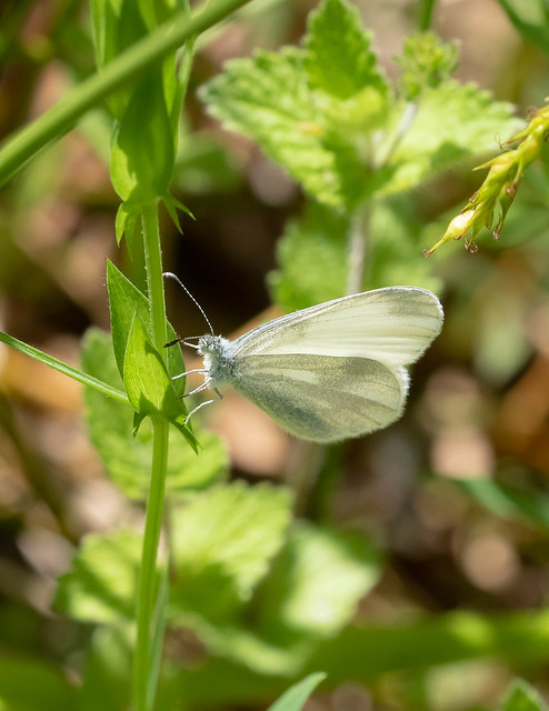 Wood White Butterfly