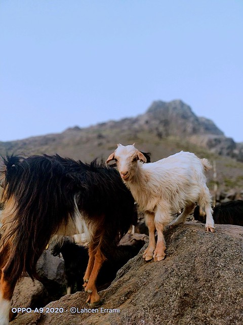Atlas Mountains goats