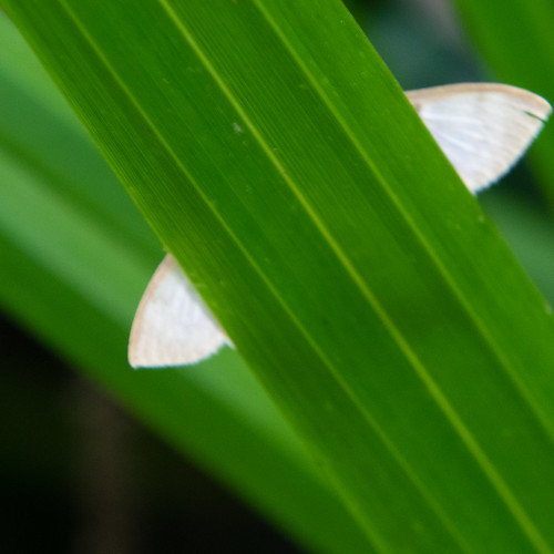 Reclusive moth, possibly Common White Wave Cabera pusaria