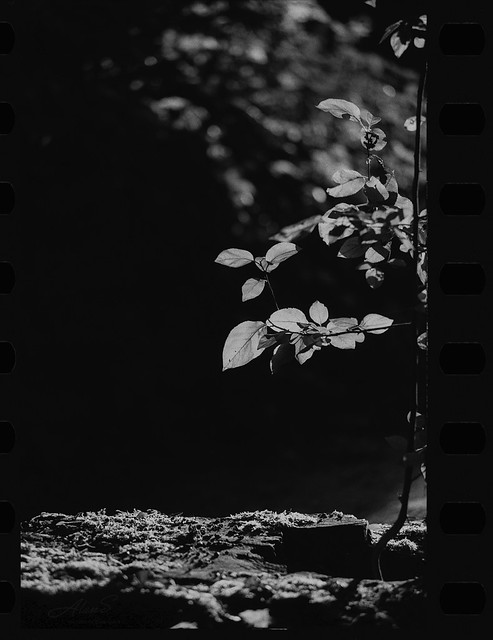 Forest - film canon