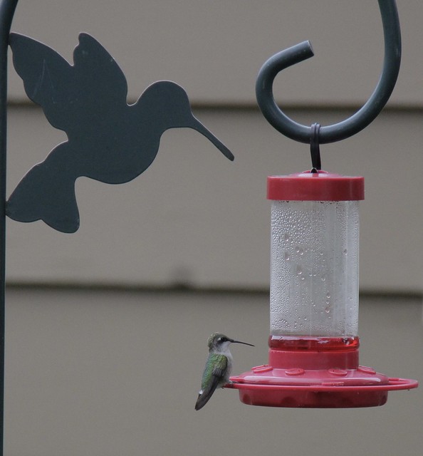 Hummingbird Adventures🐦