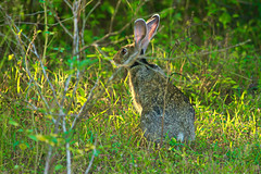 Black Naped Hare in yellow sunlight
