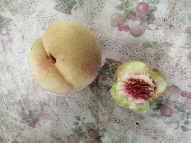 So sieht der Kern von meinen Pfirsichen 🍑 innen aus, Temperatur +17 ° Grad Celsius und Bewölkt.