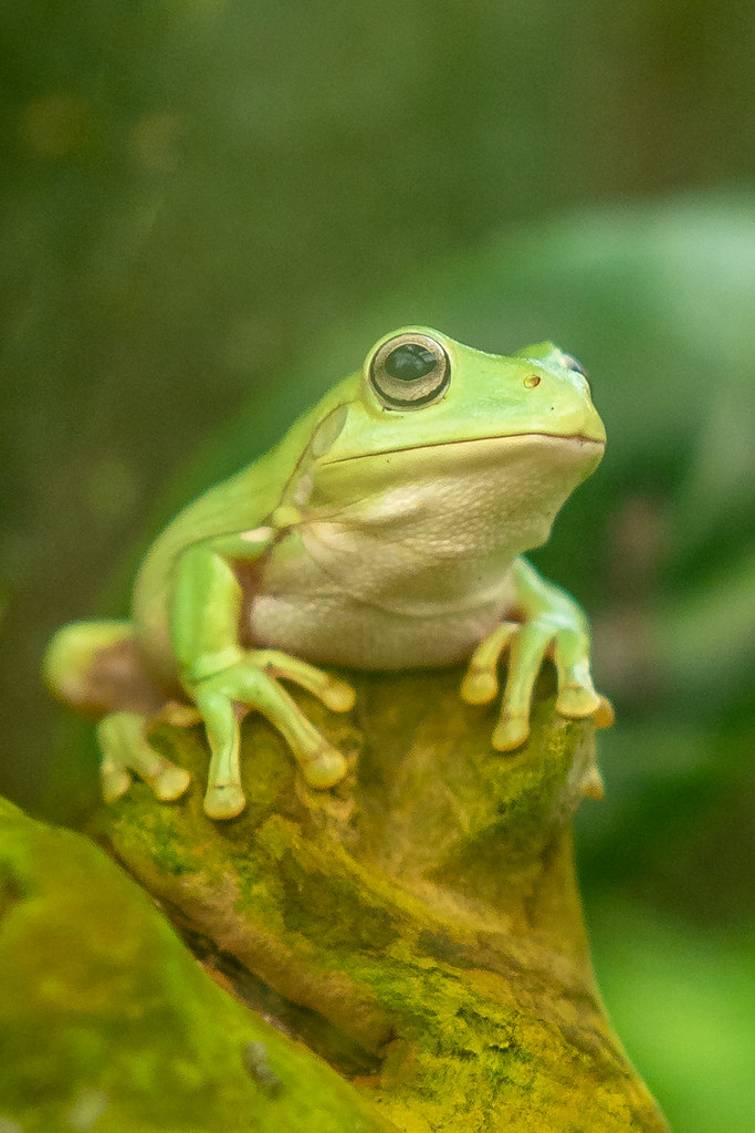 Tree Frog 🐸