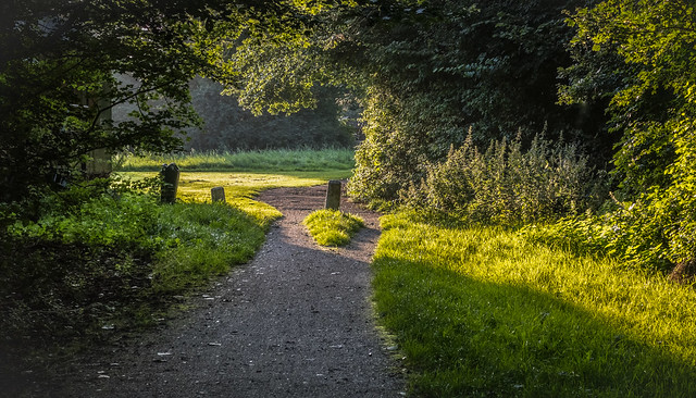 A path, greenery and evening light