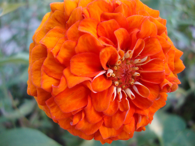 Orange Zinnia Blossom.
