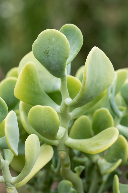 Sedum allantoides ´Goldii´ 3974-1; Crassulaceae (4)