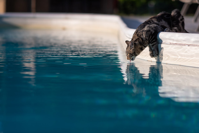 Kitten Leo drinking from the pool @ Villa Giuliana B&B Home Restaurant // Toscane